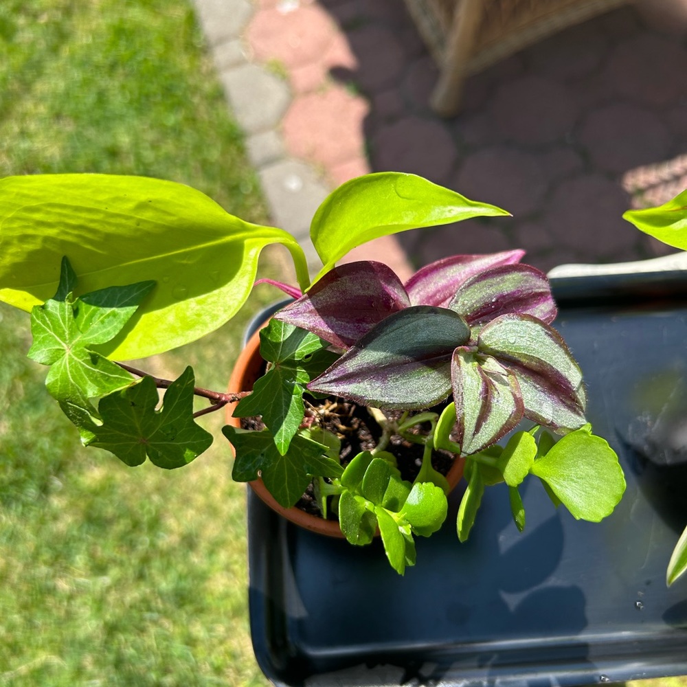 Plants bundle - Picture 4 of 4